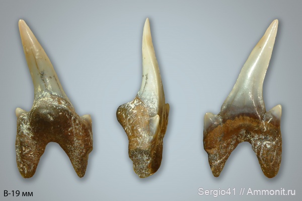 мел, сеноман, Archaeolamna, Archaeolamna kopingensis, Cenomanian, Cretaceous