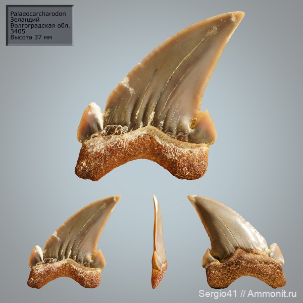 палеоцен, акулы, Cretalamna, Otodus, Волгоградская область, Palaeocarcharodon, Волгоград, Palaeocarcharodon orientalis, зеландий, Selandian