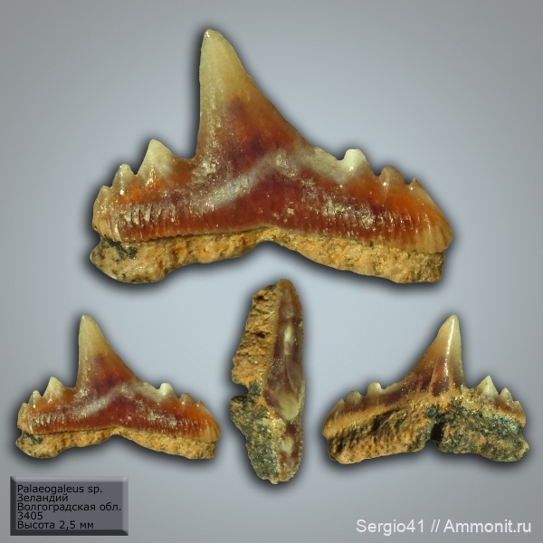 палеоген, зубы, акулы, Волгоград, зеландий, Palaeogaleus, Palaeogaleus vincenti