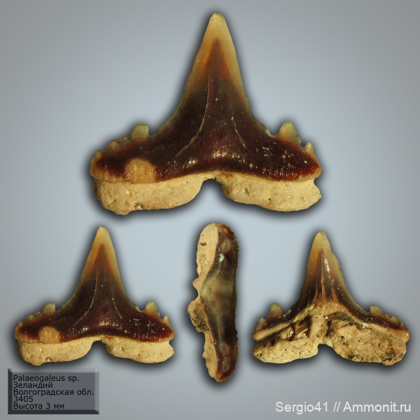 палеоген, зубы, палеоцен, акулы, Волгоград, зеландий, Palaeogaleus, Palaeogaleus vincenti