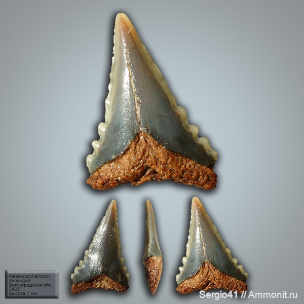 палеоцен, акулы, Волгоградская область, Palaeocarcharodon, Волгоград, Palaeocarcharodon orientalis, зеландий, Selandian