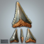 Palaeocarcharodon orientalis