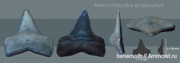 зубы, эоцен, бартон, Lamniformes, Macrorhizodus, lamnidae, teeth