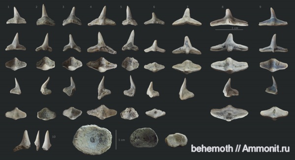 Squatina, Squatiniformes, Eocene