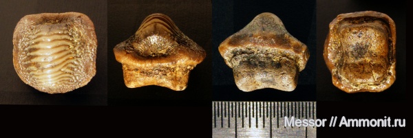 мел, зубы, акулы, сеноман, Ptychodus, Варавино, Cenomanian, Cretaceous, teeth, sharks