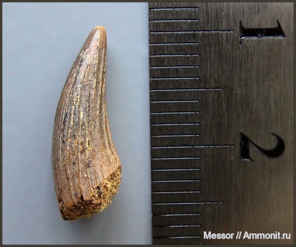 мел, зубы, морские рептилии, сеноман, Варавино, Cenomanian, Cretaceous, teeth