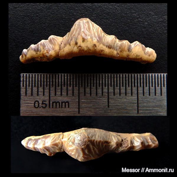 мел, зубы, акулы, сеноман, Polyacrodus, Варавино, Cenomanian, Cretaceous, teeth, sharks