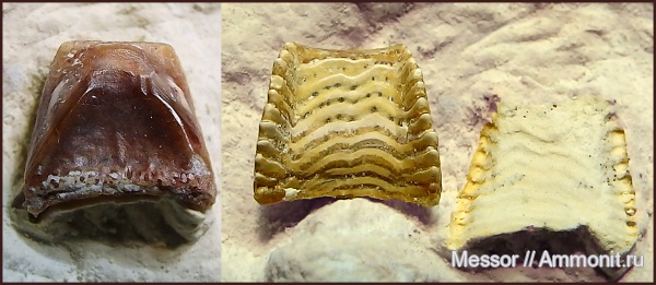 карбон, Цемгигант, рыбы, зубы, Solenodus, Cochliodontiformes, Solenodus crenulatus, fish, teeth