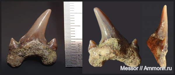 зубы, акулы, Саратовская область, Archaeolamna, кампан, Lamniformes, Карякино, Archaeolamna kopingensis, Campanian, teeth, sharks