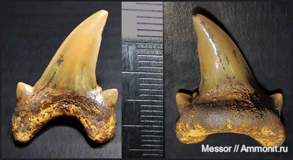 мел, зубы, акулы, сеноман, Lamniformes, Малый Пролом, Dwardius, Cenomanian, Cretaceous, teeth, sharks