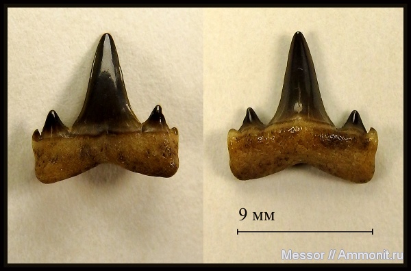 зубы, акулы, Isurolamna, Isurolamna affinis, shark teeth, sharks, бучакская свита