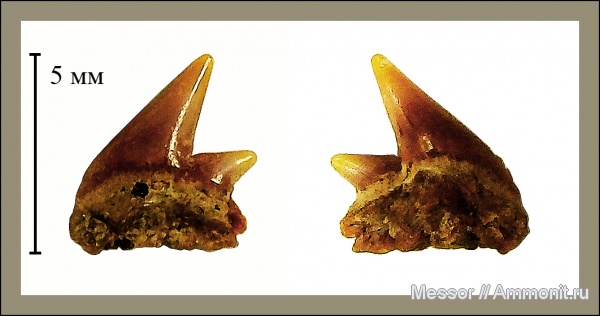 зубы, акулы, Hexanchiformes, Hexanchidae, Cenomanian, Cretaceous, teeth, shark teeth, sharks