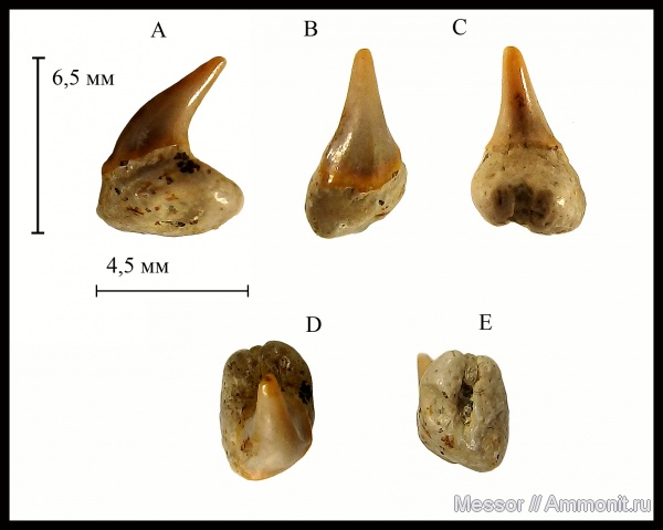 зубы, акулы, Odontaspididae, Cenomanian, Cretaceous, shark teeth, sharks, Johnlonginae, Pseudomegachasma casei, Pseudomegachasma