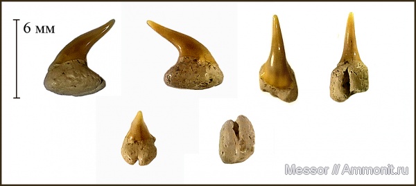 зубы, акулы, Odontaspididae, Cenomanian, Cretaceous, shark teeth, sharks, Johnlonginae, Pseudomegachasma casei, Pseudomegachasma