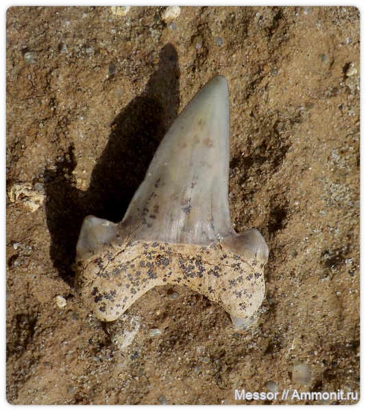 зубы, хрящевые рыбы, акулы, зубы акул, Chondrichthyes, Elasmobranchii, Lamniformes, shark teeth, sharks