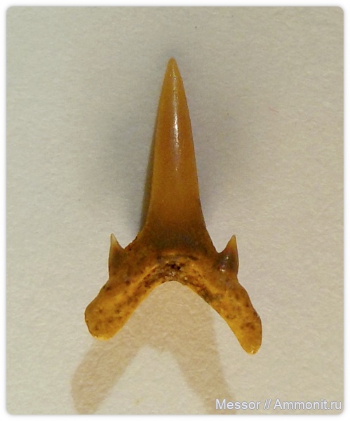 зубы, хрящевые рыбы, акулы, зубы акул, Chondrichthyes, Elasmobranchii, Odontaspididae, shark teeth, sharks