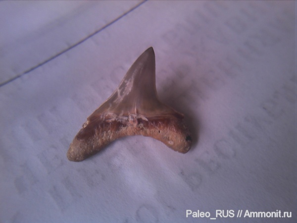 зубы акул, shark teeth