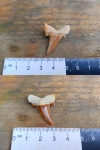 Зуб ископаемой акулы Striatolamia macrota