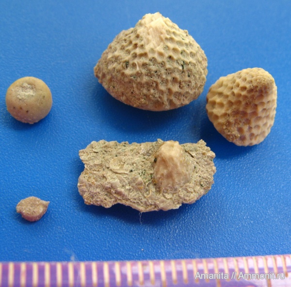 Bolboporites, Eocrinoidea