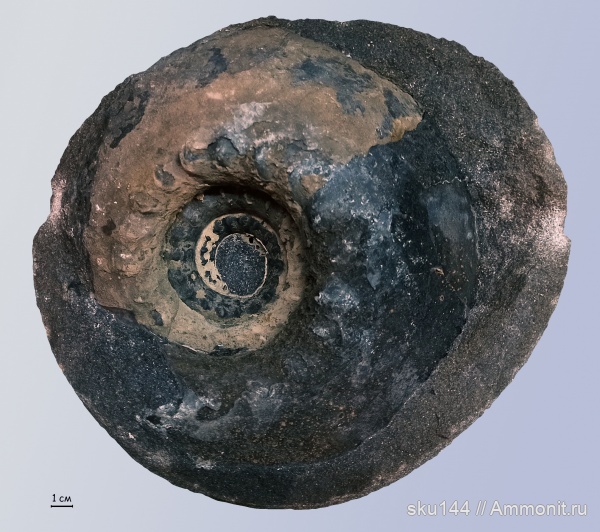 аммониты, фосфориты, Ammonites, Euryptychites