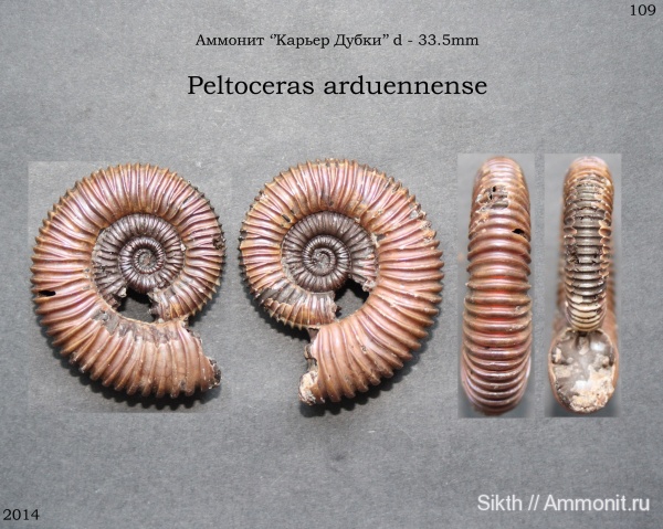 аммониты, Peltoceras, Дубки, Саратовская область, Peltoceras arduennense, Ammonites