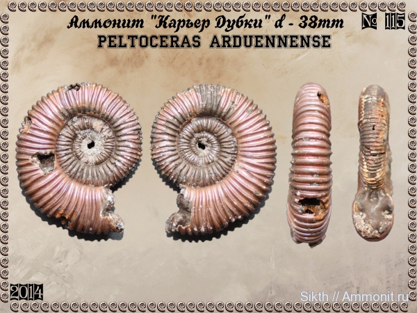 аммониты, Peltoceras, Дубки, Саратовская область, Peltoceras arduennense, Ammonites