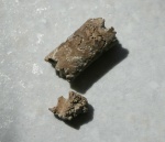 Baculites 2