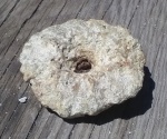 Губка  Поганка (Cephalites ?)