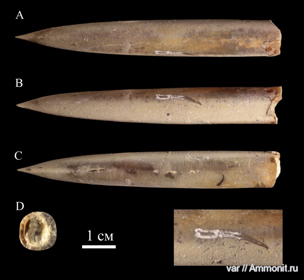 белемниты, Serpula, Городищи, Lagonibelus, Lagonibelus vetljankensis