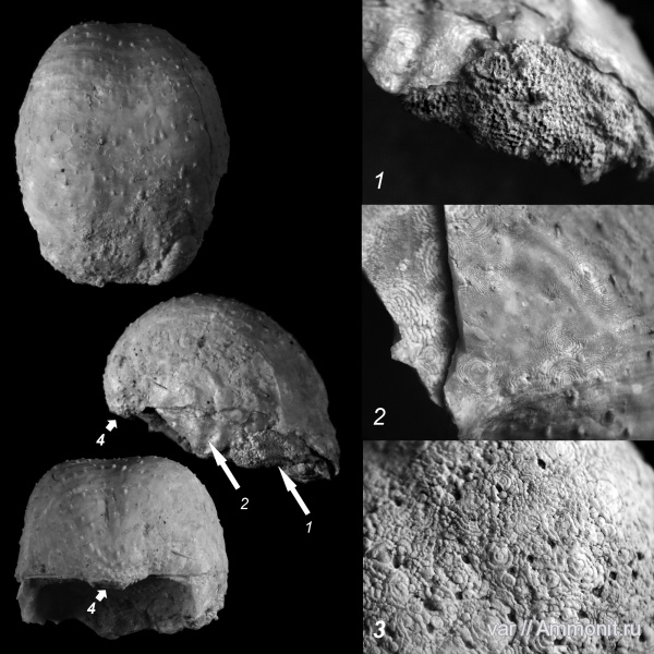 пермь, Самарская область, Productida, Aulosteges, Aulosteges horrescens, Aulostegidae