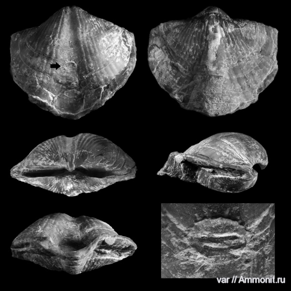 брахиоподы, пермь, Самарская область, Spiriferida, Licharewia, Licharewia rugulata, Licharewiidae, Licharewiinae