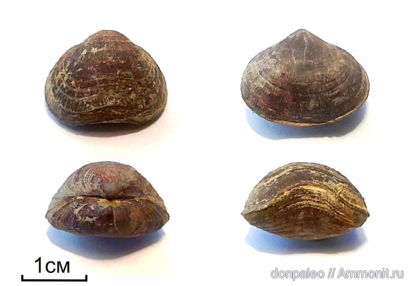 брахиоподы, беспозвоночные, Orthida, Schizophoria, Schizophoria resupinata, Schizophoriidae, Enteloidea