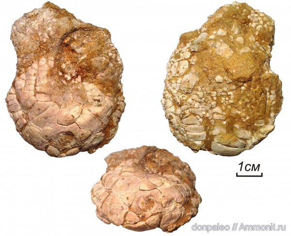 морские лилии, иглокожие, криноидеи, Anobasicrinidae