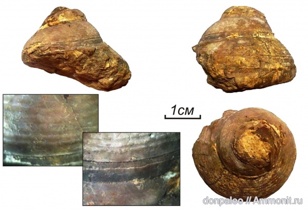 брюхоногие моллюски, верхний карбон, Paragoniosona