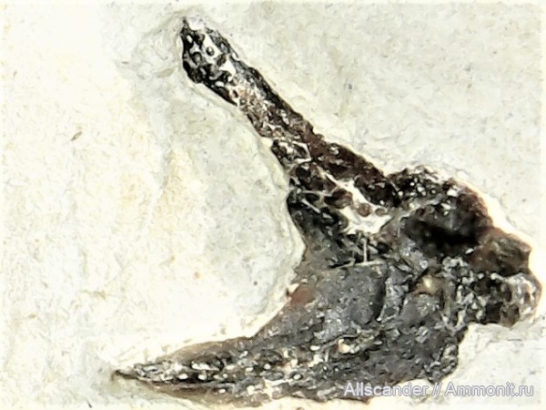 Chondrichthyes, Symmoriiformes, Falcatidae, шипы рыб