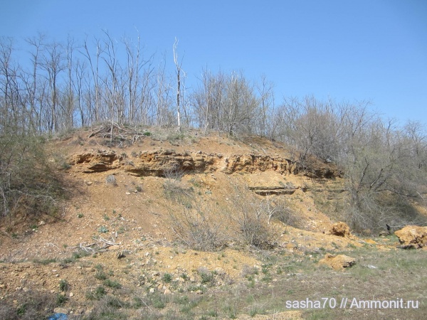 ракушечник, Петровка, понтический