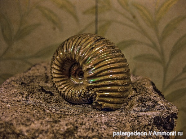 юрский период, Eboraciceras, Eboraciceras carinatum, Ammonites, Callovian