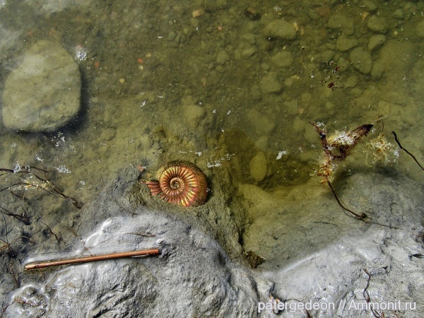 Quenstedtoceras, верхний келловей, Ammonites, Callovian, Middle Jurassic