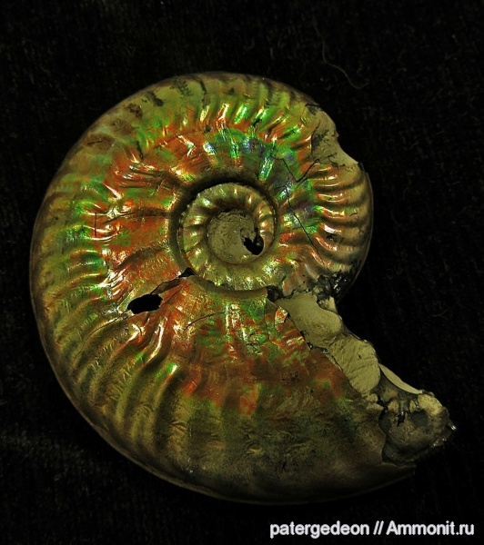 аммониты, юра, келловей, Ammonites, Putealiceras