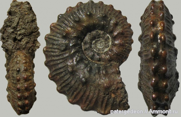 аммониты, юра, Kosmoceras, келловей, Kosmoceratidae, Ammonites, Kosmoceras lithuanicum, Callovian, Jurassic, Middle Jurassic