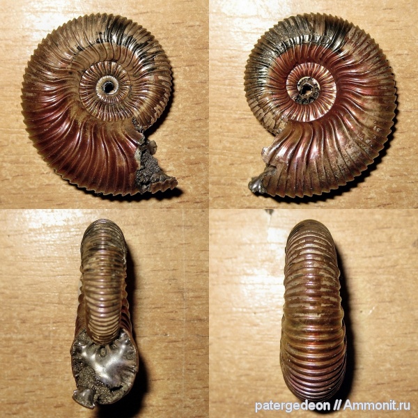 аммониты, Peltoceras, Parapeltoceras, Parapeltoceras sinzovi