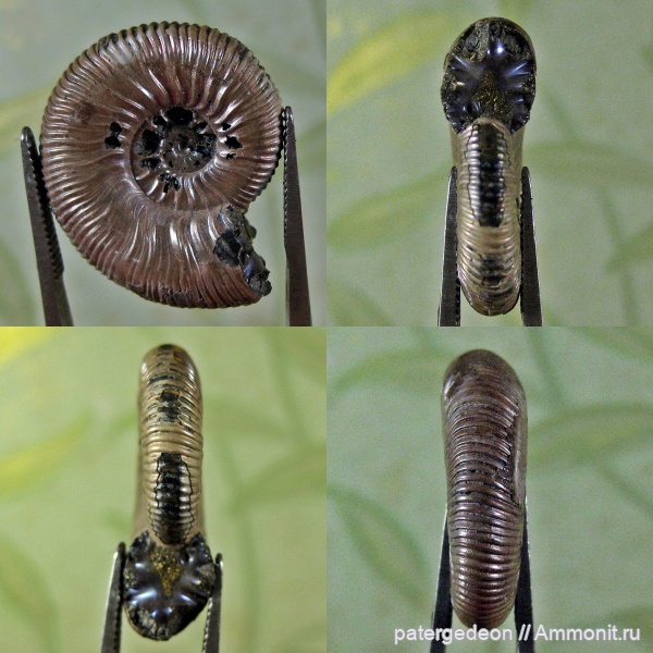 келловей, Peltoceras, Саратовская область, Parapeltoceras, forma circumdata, Peltoceras sinzovi, Parapeltoceras sinzovi