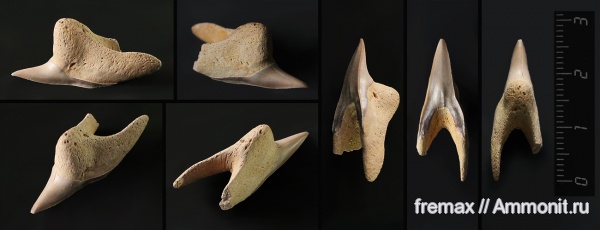 мел, зубы, акулы, верхний мел, сеноман, зубы акул, Paraisurus, Cenomanian, Cretaceous, Upper Cretaceous, teeth, shark teeth, sharks