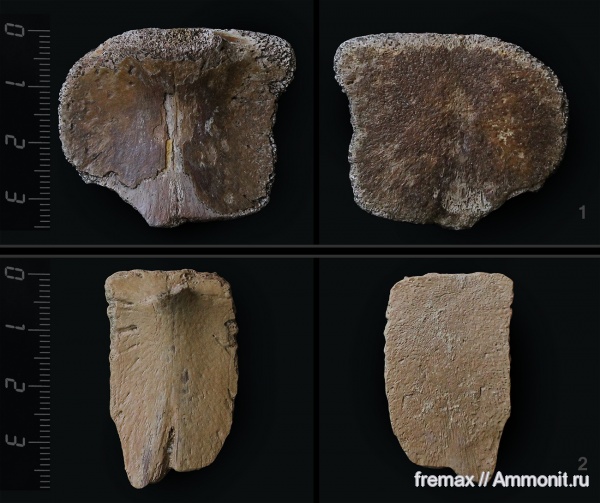 мел, черепахи, верхний мел, сеноман, кости, Cenomanian, Cretaceous, Upper Cretaceous