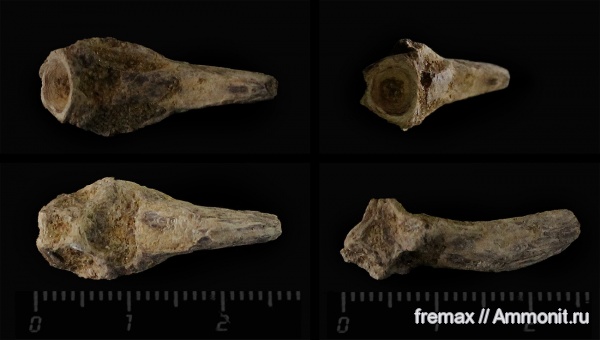 мел, рыбы, верхний мел, сеноман, кости, костные рыбы, Cenomanian, Cretaceous, Upper Cretaceous, fish