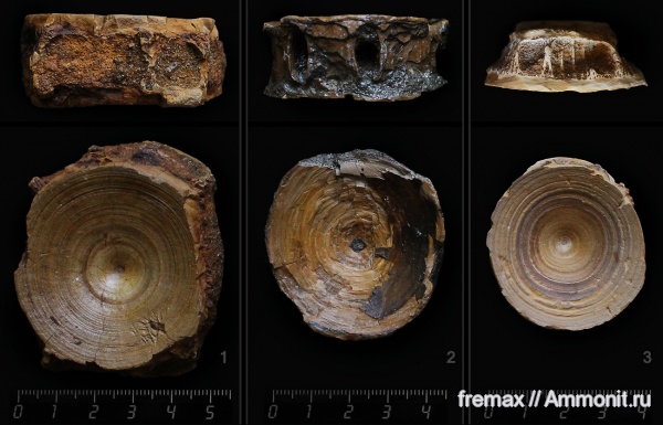 мел, акулы, верхний мел, сеноман, позвонки, кости, Cenomanian, Cretaceous, Upper Cretaceous, sharks