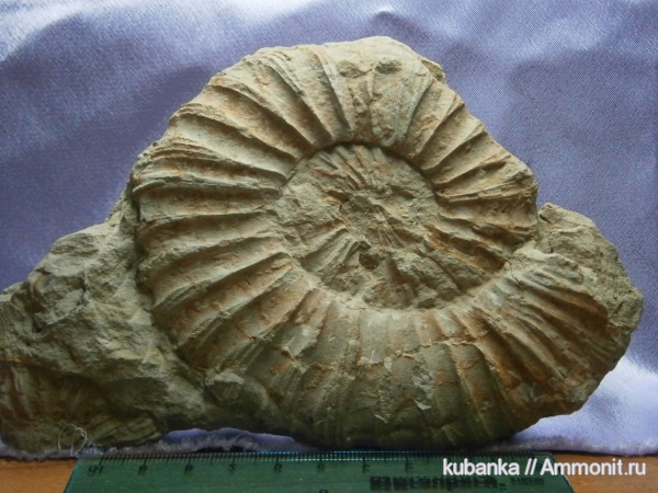 аммониты, мезозой, верхняя юра, Ammonites, Upper Jurassic