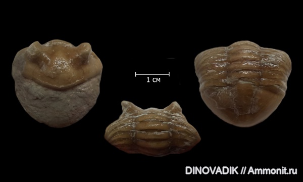 трилобиты, ордовик, Asaphus, Волхов