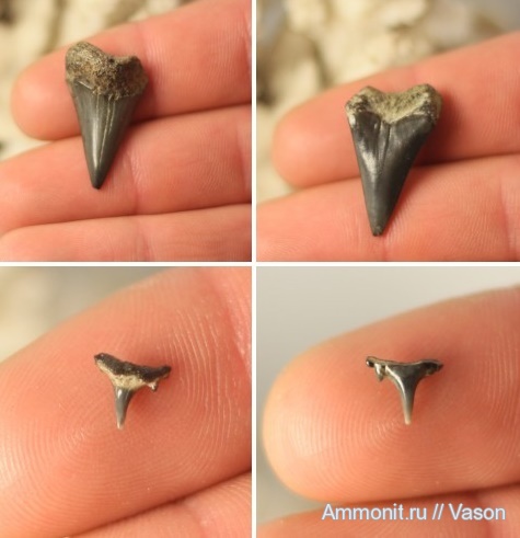 акулы, зубы акул, shark teeth, sharks