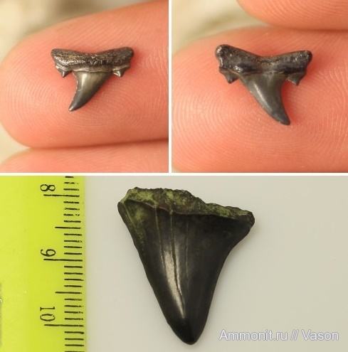 акулы, зубы акул, shark teeth, sharks